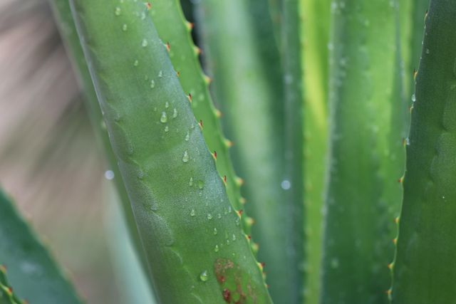 Aloe Vera