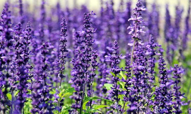 lavender