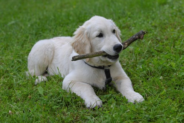Puppy Training Tips for First-Time Owners